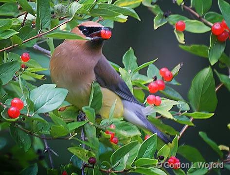 Cedar Waxwing Eating Berries_50820.jpg - Cedar Waxwing (Bombycilla cedrorum) photographed near Lindsay, Ontario, Canada.